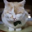 画像 福岡の猫カフェ　里親募集型保護猫×古民家Cafe Gattoのユーザープロフィール画像