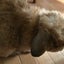 うさぎ餅のサムネイル
