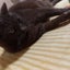 MOMOのサムネイル