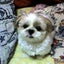画像 シーズー犬まりちゃんのユーザープロフィール画像