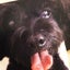画像 ピラティスライフ　sumie yamaguchi ＆ 天使犬てんてんのユーザープロフィール画像