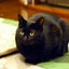 画像 黒猫キミの家のユーザープロフィール画像