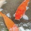 ぽむぽむのサムネイル