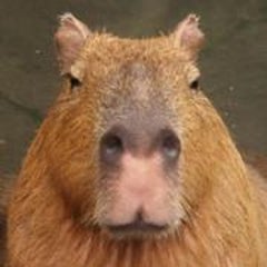 カピバラ写真家　渡辺克仁のプロフィール