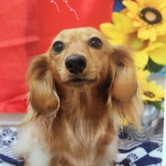 もかもかのプロフィール