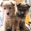 うずらのサムネイル