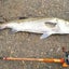 釣り同盟合衆国のサムネイル
