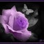 画像 ～purple・rose～ の ～simple・life～のユーザープロフィール画像
