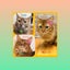 画像 猫に教えられたこと・猫から学ぶことのユーザープロフィール画像