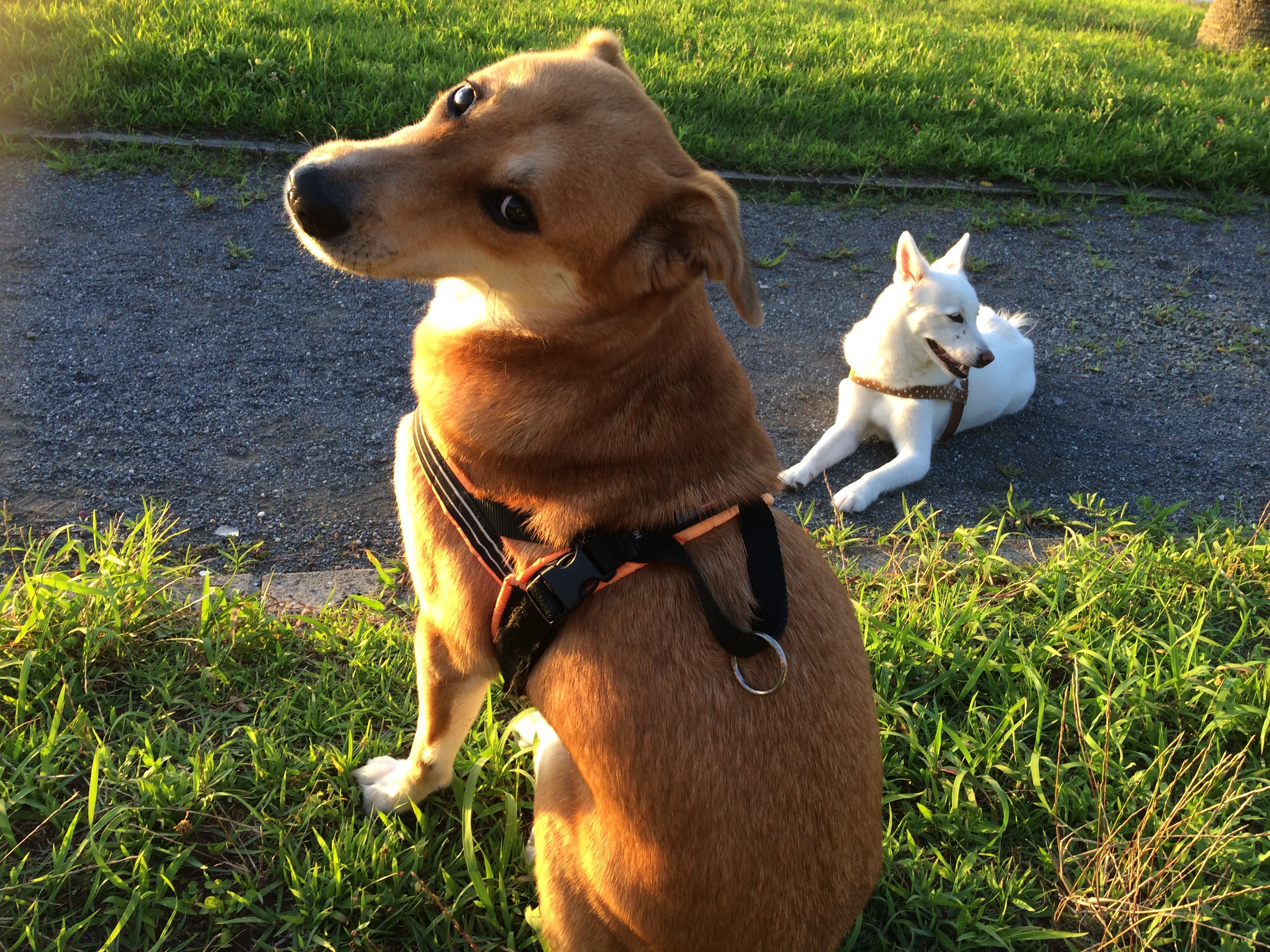 オオカミと犬の違いを聞かれました アルトゥールhglのブログ