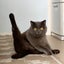 画像 愛猫ロッシのトリセツのユーザープロフィール画像