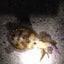 ｹﾝのサムネイル
