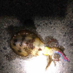 12 23鳥羽アジング 三重県発 ケンの気まぐれ釣行記 12 23鳥羽アジング 三重県発 ケンの気まぐれ釣行記