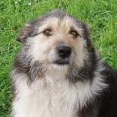 pelusaのプロフィール