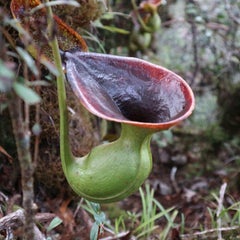 ウツボカズラの王様 ネペンテス ラジャ Nepenthes Rajah もなの自然と生き物ブログ