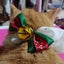 画像 保護猫･韓国語学習とか･･･1004hanuluのブログのユーザープロフィール画像