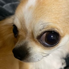 chielucyfamilyのプロフィール