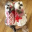 画像 スターエステート仙台オフィシャルブログ〜広報部長はシーズー犬のユーザープロフィール画像