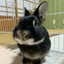 nontoumeのサムネイル