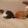 マルタ島暮らし　猫の島で猫と過ごす日常