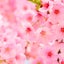 画像 大好きな神さまにお仕えする 桜ミコトの 楽しい神社巡りのユーザープロフィール画像