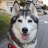 犬バカ母ちゃんのプロフィール