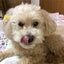 画像 心臓病のシニア犬　レイに寄り添ってのユーザープロフィール画像