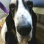 画像 ミクゴロウとゆかいな仲間たち‼　バセットハウンド甲斐犬チワワマンチカン多頭飼い犬猫のユーザープロフィール画像
