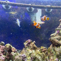 初心者の熱帯魚＆海水魚のプロフィール