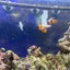 初心者の熱帯魚＆海水魚のサムネイル