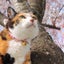 画像 桜猫の音楽diary   ~空を見ながら~のユーザープロフィール画像