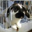 うさぎの、ぺろ。主。ぴゅる。のサムネイル