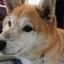 画像 癌で余命半年と告知された柴犬【ラズ22′1./12永眠】と新たに15才になった柴犬【ベリー】の介護記録と保護犬【クランマル】のユーザープロフィール画像