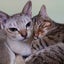 画像 8猫と、あかねママの日記のブログ、猫カフェ＆キャットシッターのユーザープロフィール画像