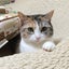 かぎしっぽとわたしのサムネイル