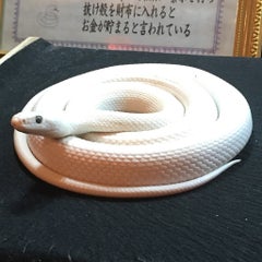 お金が好きなむった氏のプロフィール