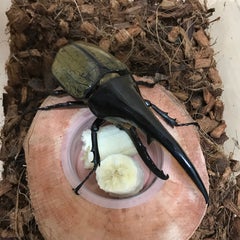 昆虫好きなパパさんのプロフィール