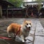 画像 コーギー犬くうのブログのユーザープロフィール画像