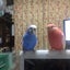 癒しの花のサムネイル
