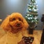 画像 本さんの保護犬預かり日記のユーザープロフィール画像