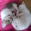 高槻ねこのおうちのサムネイル