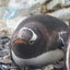 KAHOのサムネイル