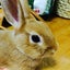 いこりんのサムネイル