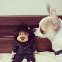🐶じーこ🐾のプロフィール