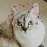 ねこばやしのプロフィール