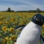 画像 旅するSuicaペンギン♪のユーザープロフィール画像