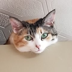 みゃおのプロフィール