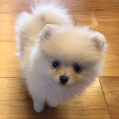 まろんのプロフィール
