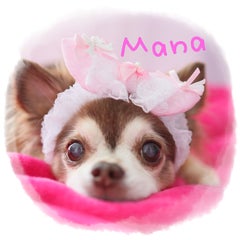 犬の急性肺水腫について 初期症状 Mahaloha Mana