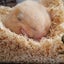 やす吉のサムネイル